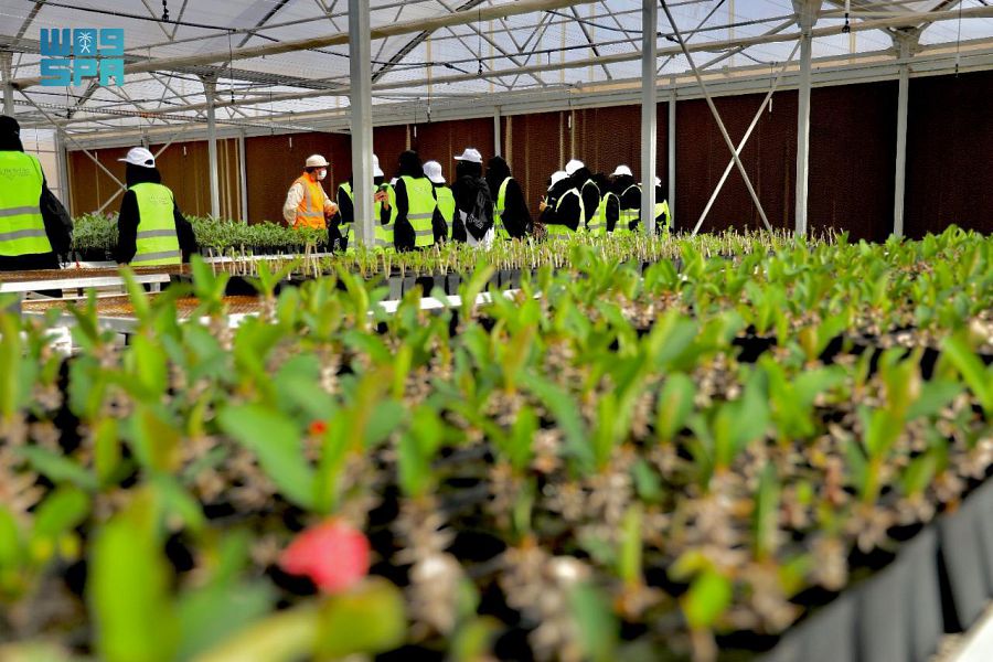  استزراع 15 مليون نبتة لإثراء الغطاء النباتي في بيئة المشروع “البحر الأحمر 