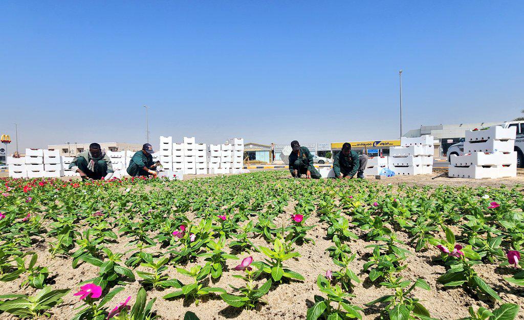 بلدية النعيرية تزرع 300 ألف زهرة موسمية بالطرق والشوارع والميادين الرئيسية* 