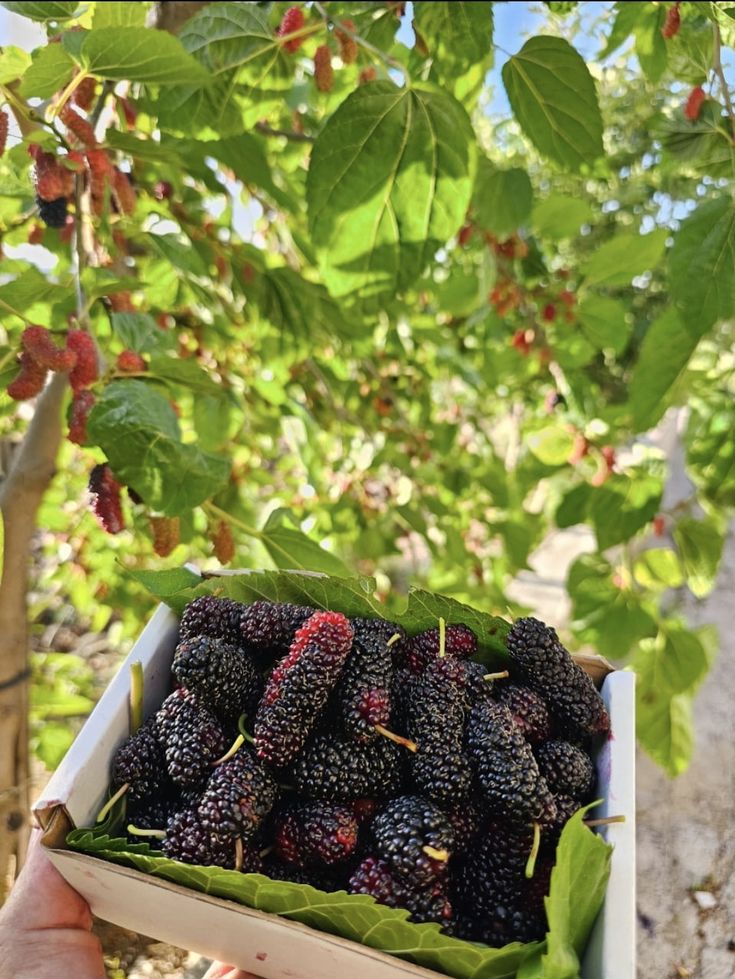 التوت الحساوي… حين تتحول الذاكرة إلى طعم