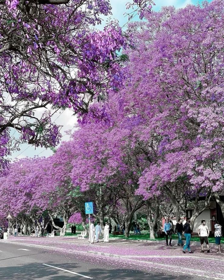الجاكرندا… حين يزهر البنفسج في سماء أبها