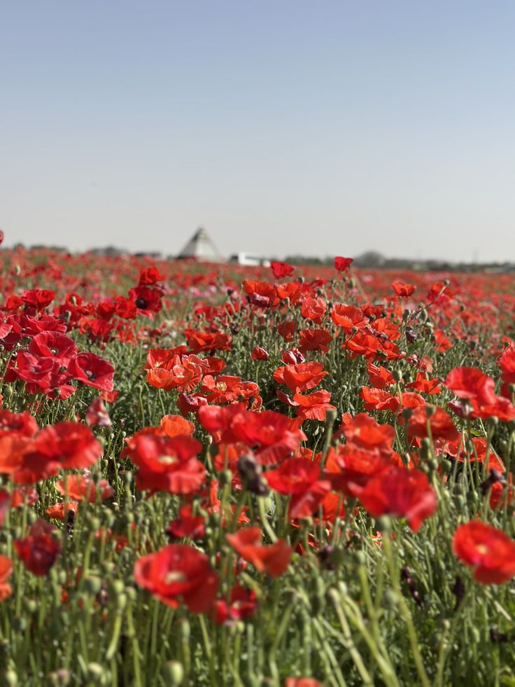 زهرة الديدحان الحمراء… حين يزهر المطر في هيئة ورد