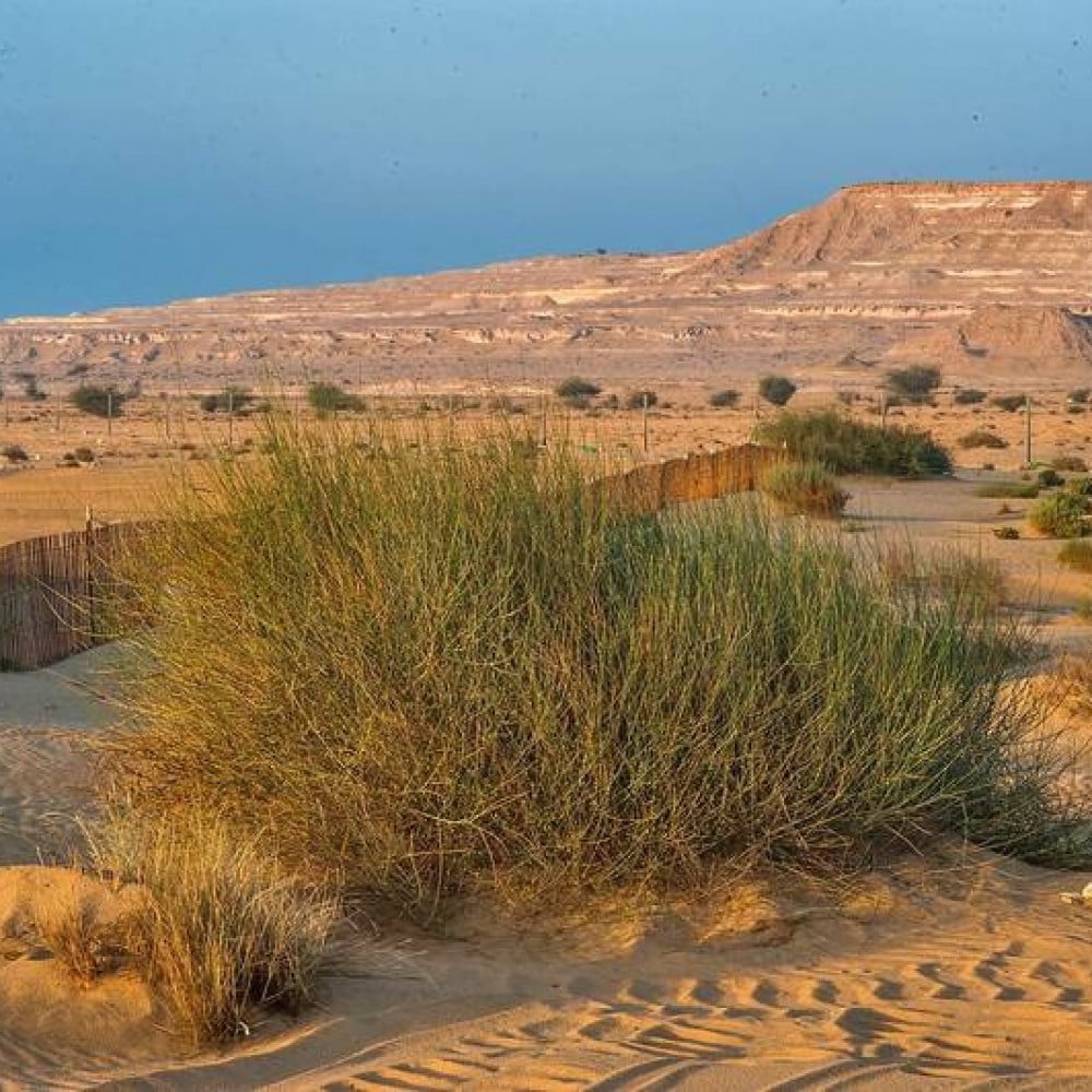  نبات المرخ.. مكوّن طبيعي في جازان يجمع بين القيمة البيئية والإرث الشعبي